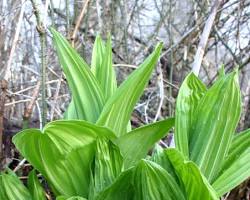 Ramp plant