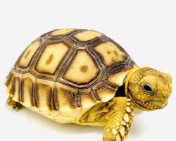 รูปภาพUVB light for sulcata tortoise