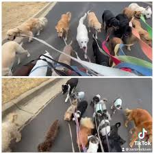 Z Animal Lover | Concord CA