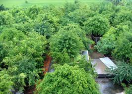 Kết quả h&igrave;nh ảnh cho vườn c&acirc;y