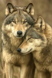 The Unwavering Loyalty of Wolves: A Lesson in Love, Grief, and ...