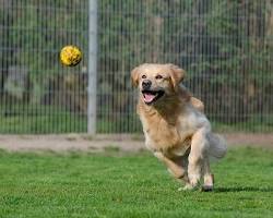 dog playing fetch with a ballの画像