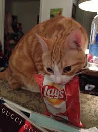 Image result for Pictures of Mischievous Cats