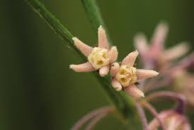 Image result for Aspidoglossum interruptum