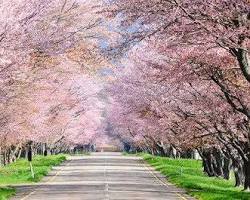 優駿さくらロードの桜の画像