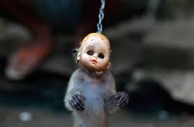 Image result for MONKEYS