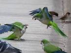 2 parrots fighting <?=substr(md5('https://encrypted-tbn3.gstatic.com/images?q=tbn:ANd9GcRQNl0WoAOXmDskoJDbA71yzbd6bZk6OKV2k8fdUzBOSGE_iqgg2G3yyR9P'), 0, 7); ?>