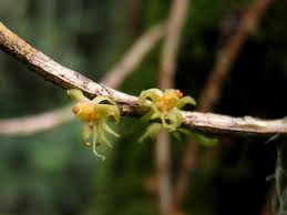 Image result for Tridactyle scottellii