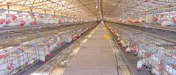 Image result for chicken cage