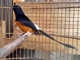 Hasil gambar untuk murai batu