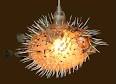 Puffer fish lights uk