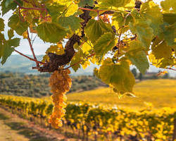 Image of Glen Ellen, Sonoma Valley