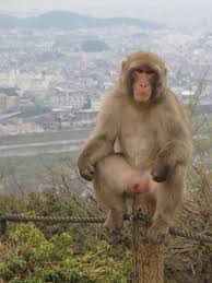 Image result for MONKEYS