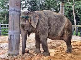 ThoughtForTheDay “What you are seeing in a Zoo is NOT ...
