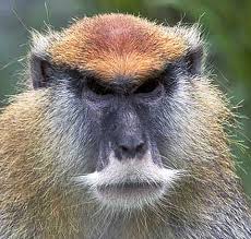 Image result for MONKEYS