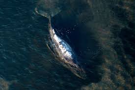 Nieuwe hoop voor Timmy? Schip met stalen bassin onderweg om bultrug naar diepe wateren te brengen