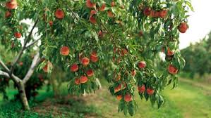 fruit gardens ile ilgili görsel sonucu