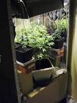 Culture interieur de cannabis - Blog du Growshop Alchimia
