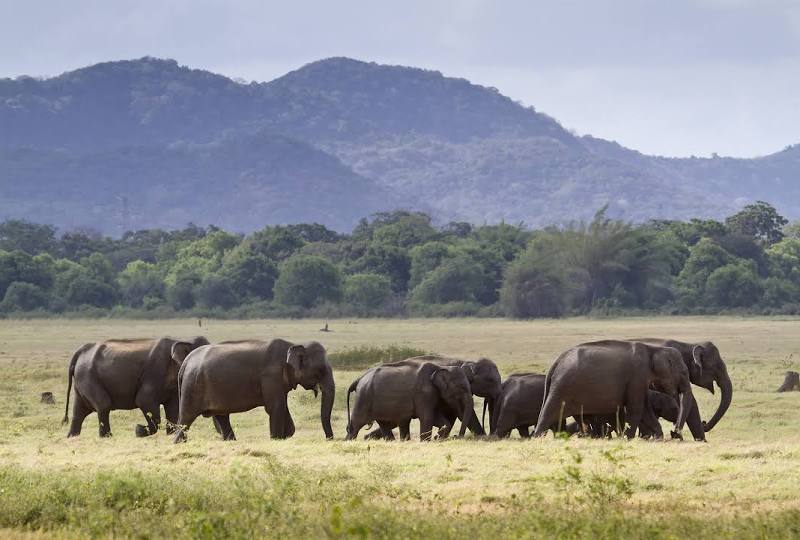 Minneriya National Park