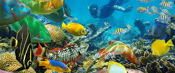 Image result for pictures cancun coral