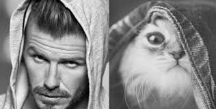 Image result for men and cats tumblr
