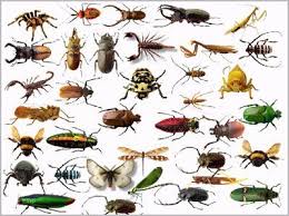 طرق ابادة الحشرات بالرياض طريقة غير سامه للقضاء على الحشرات Images?q=tbn:ANd9GcRQtU3DLMkVHDlIGVyAZiwFc4QjlP5S-wVbvcqp8oj9Wv6T3t329Q