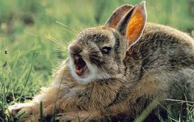 Image result for RABBIT