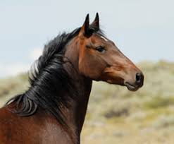 Image result for HORSE