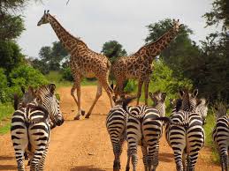 Image result for mikumi national park
