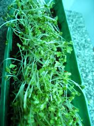 Image result for RAU MẦM CẢI XANH