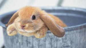 Image result for RABBIT