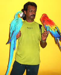 Image result for baby macaw parrot for sale