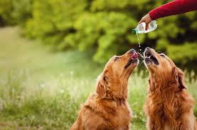 Πότε ο σκύλος χρειάζεται επιπλέον νερό; 