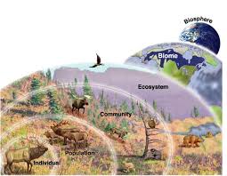 Image result for organisms and their environment
