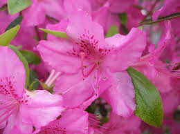 Image result for Azalea azaleas