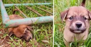 Attenti Al Cane Schild Lustiges Hundewarnschild 'Attenti Al ...