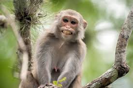 Image result for MONKEYS
