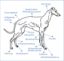 Die richtige Sportart für Ihren Hund - dogs Magazin