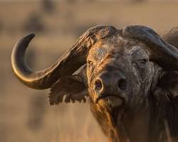 Image of African Buffalo