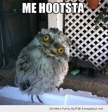 Image result for Animal Meme