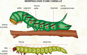 Résultat de recherche d'images pour "photos chenilles"
