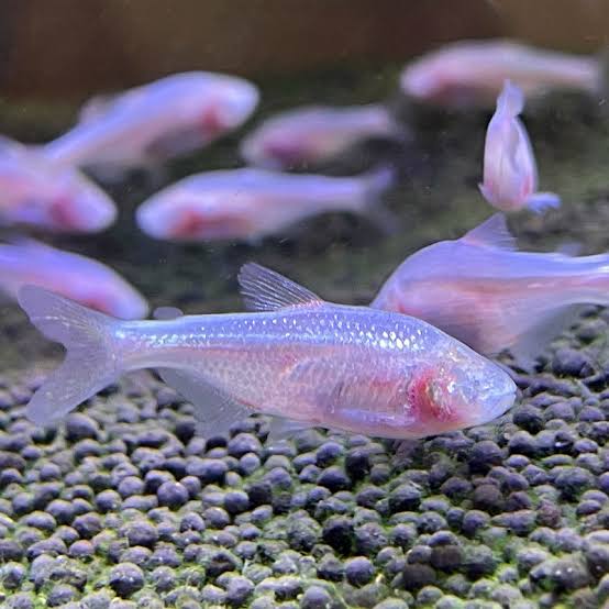 Blind Cave Tetra (Mexican Tetra) - Astyanax mexicanus - Discus Madness