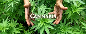 Resultado de imagen de Legalization