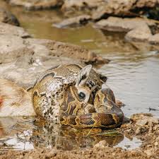 Patrick Alex Tenga | As we set out from our camp to begin our evening drive, we were surprised to spot a rock python that had captured a Thomson's gazelle, just... | Instagram