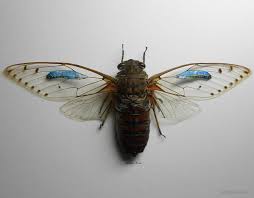 Image result for art Miniature