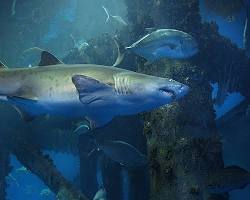 Image of Shark Exhibit at the Texas State Aquarium