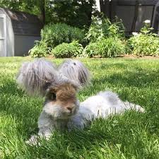 Image result for RABBIT