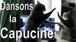 CHAT QUI CHANTE! -