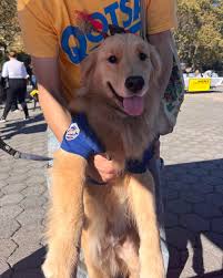 We had a great time at #howlween in the city! #dogstagraming #vetlife #longisland #pvs #dog #animallovers #veterinarymedicine #cat #petsmart #petsmartveterinaryservices #catsofinstagram #dogstagram #howlweencostumecontest #howlween #happy #Halloween ...
