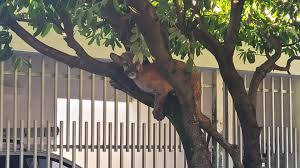 Onça-parda é encontrada 'descansando' em cima de árvore de bairro residencial no interior de SP